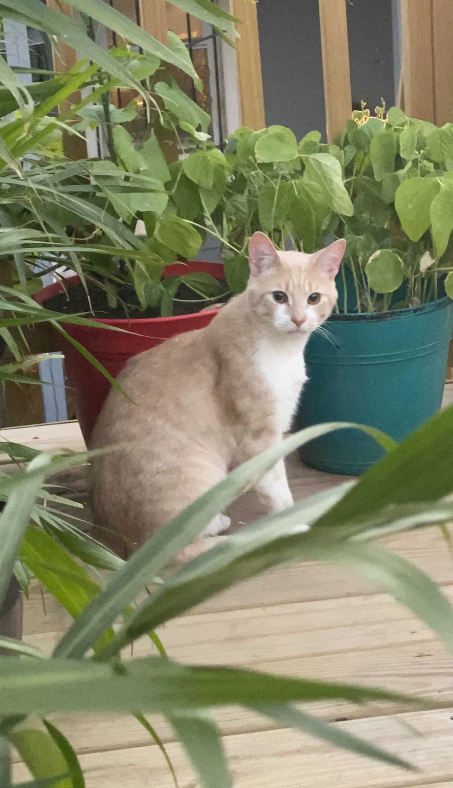 Lost cat in Baltimore, MD, 21223