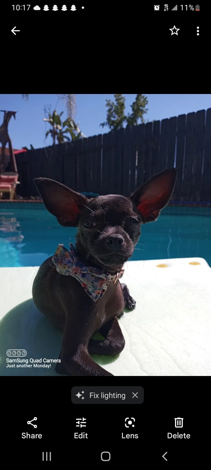 Lost dog in San Diego, CA, 92115