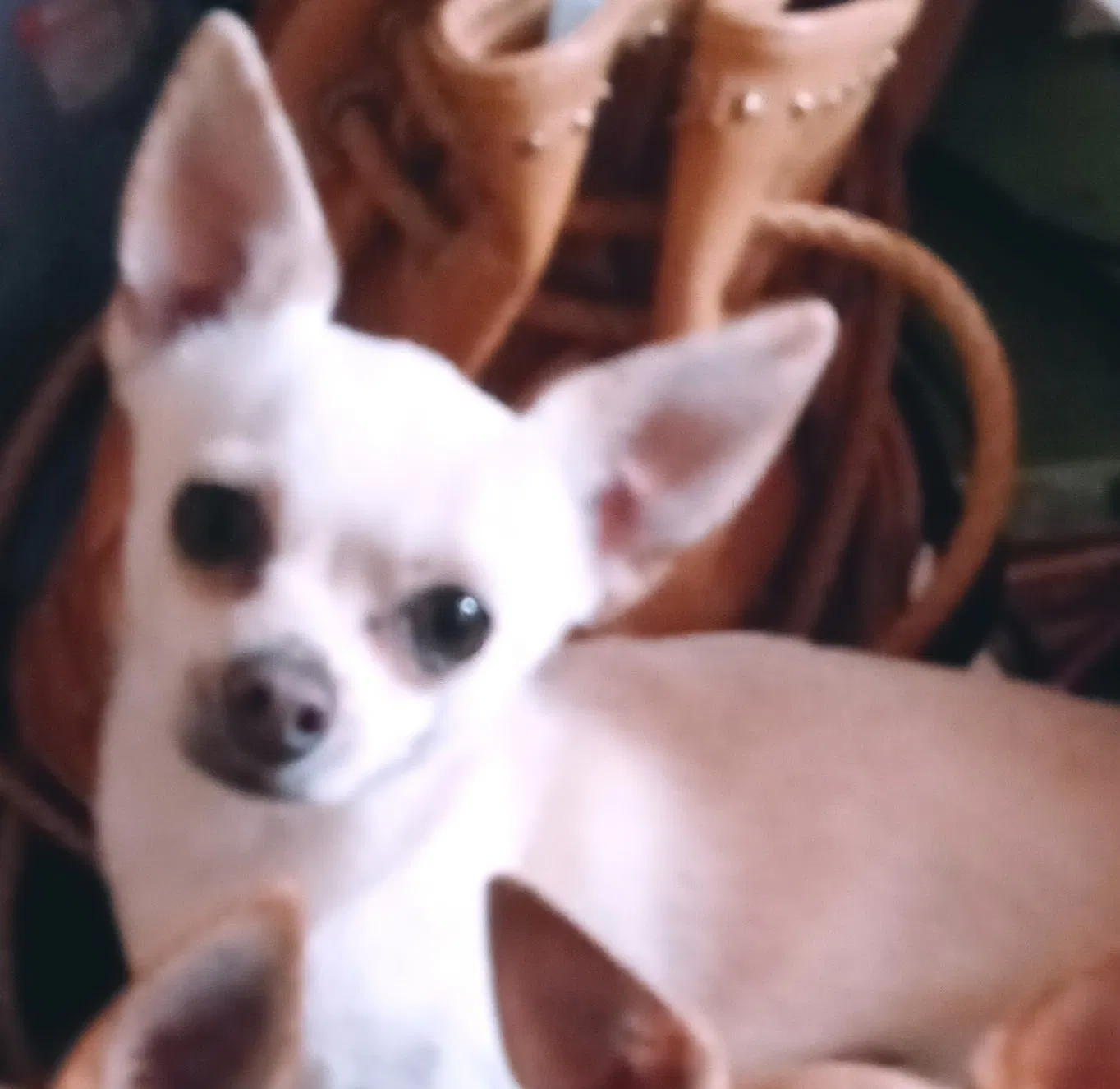 Lost dog in Lancaster, CA, 93535