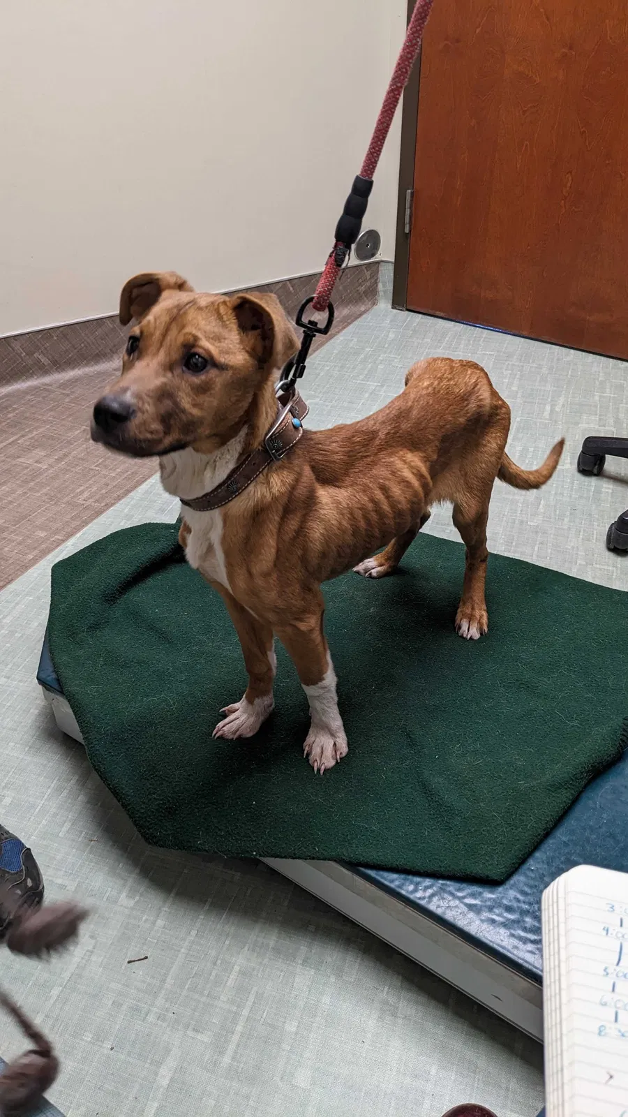 Found dog in Mc Donald, TN, 37353