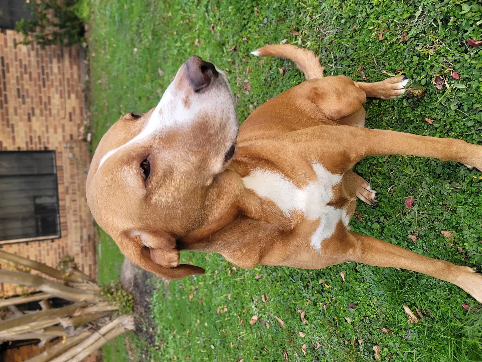 Lost dog in Houston, TX, 77076