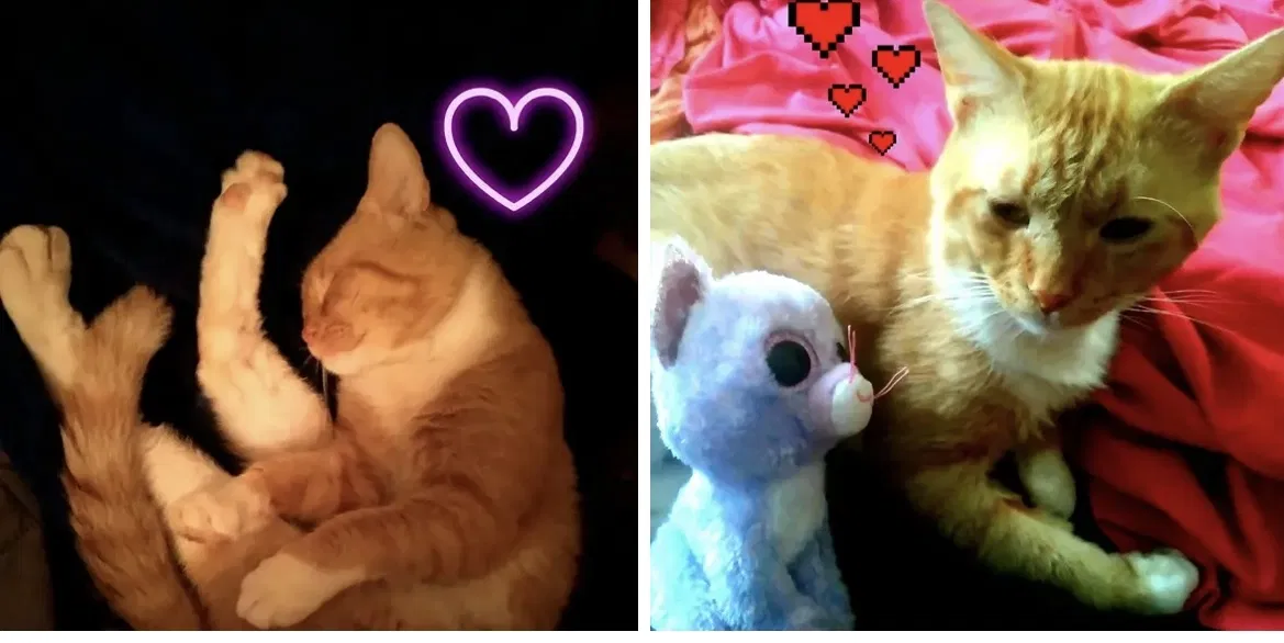 Lost cat in Concord, NC, 28027