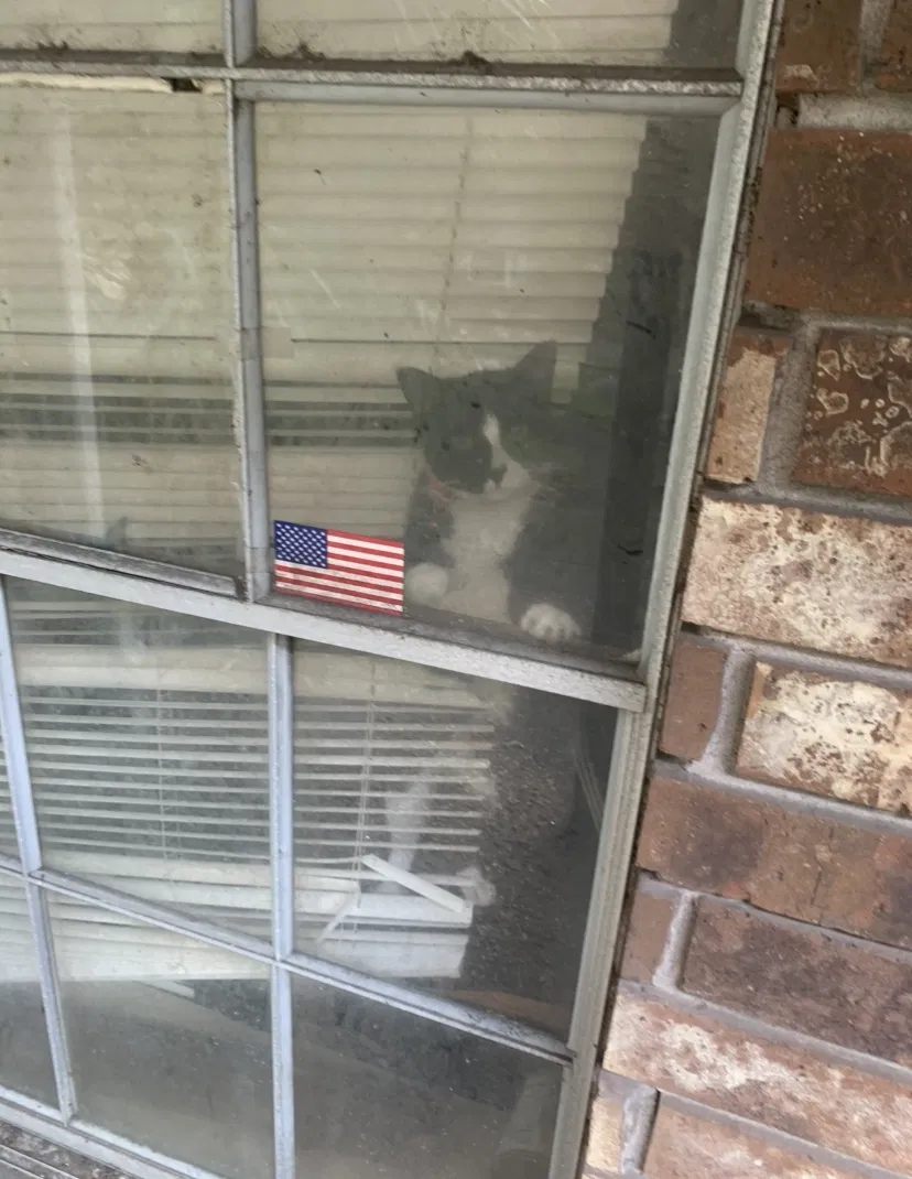 Lost cat in Metairie, LA, 70003