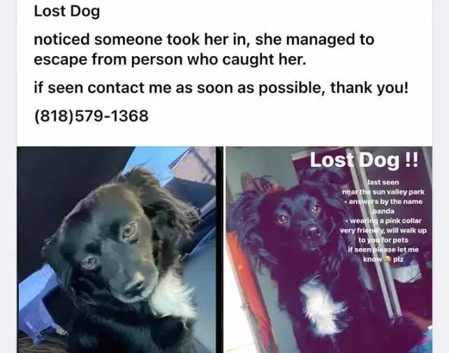 Lost dog in Sylmar, CA, 91342