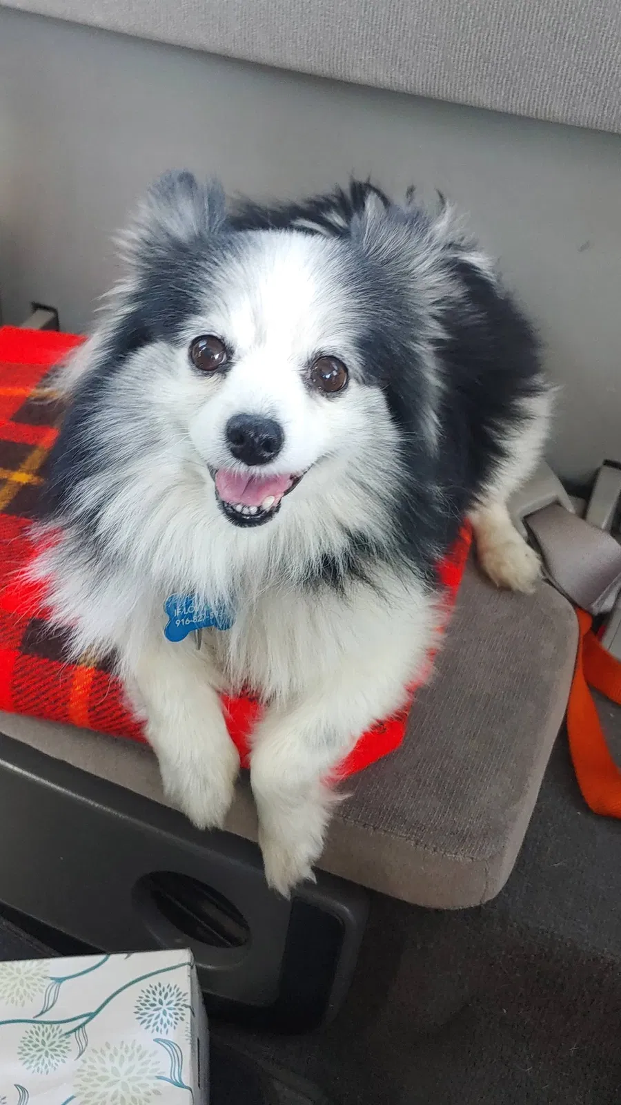 Lost dog in Fair Oaks, CA, 95628