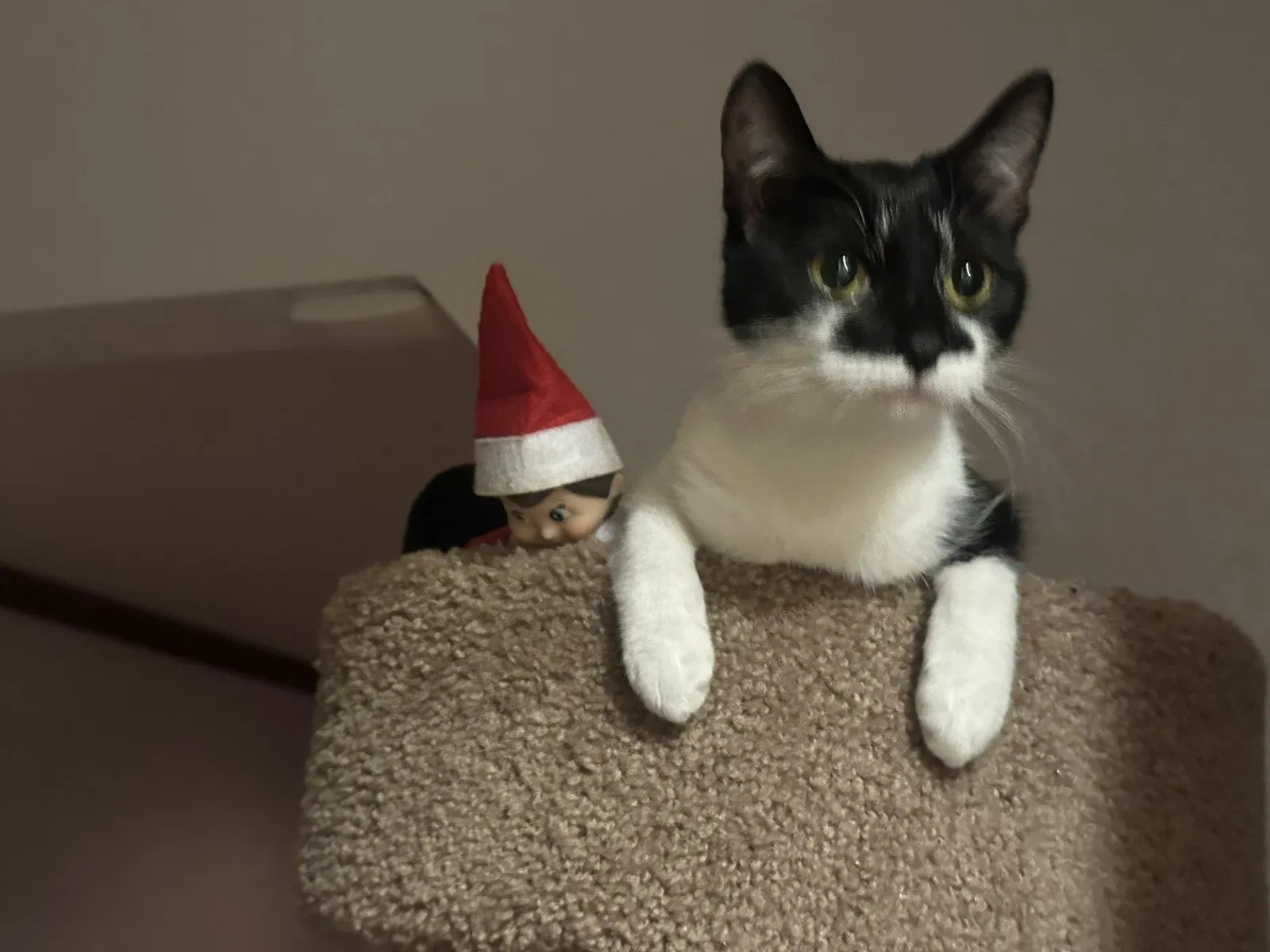 Lost cat in Battle Creek, MI, 49015