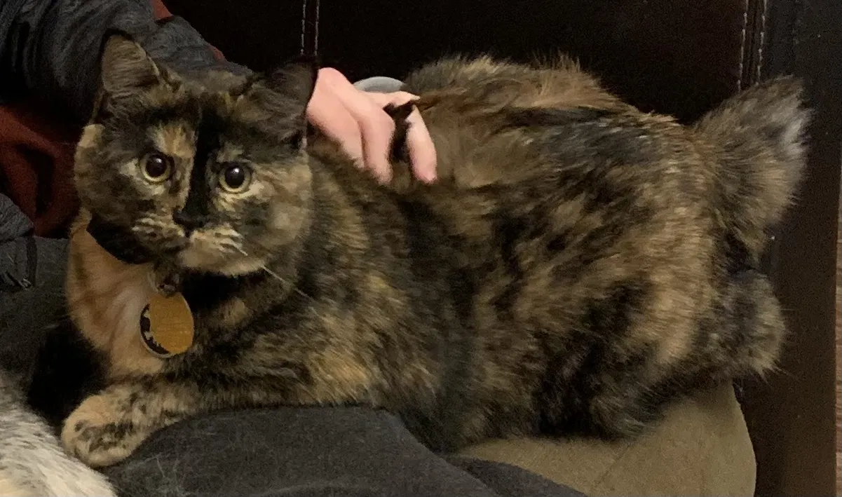Lost cat in Richmond, VA, 23222