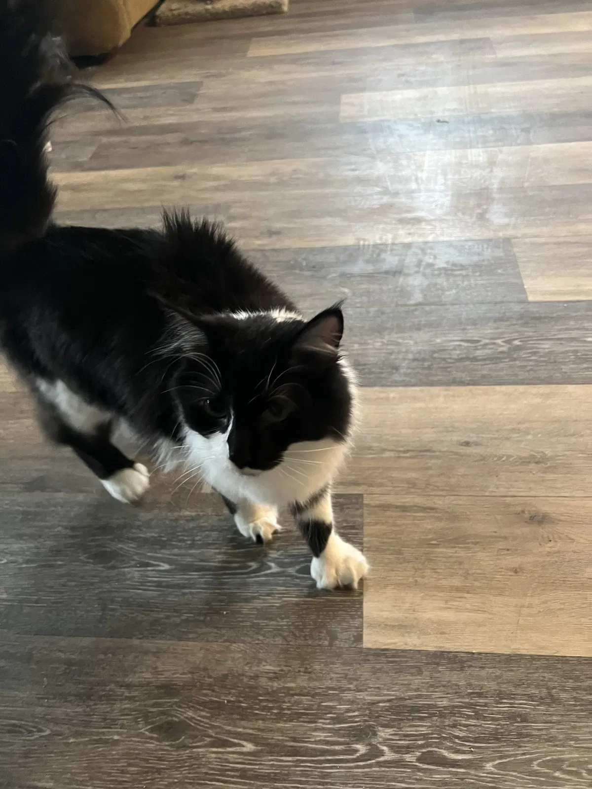 Lost cat in Boise, ID, 83706