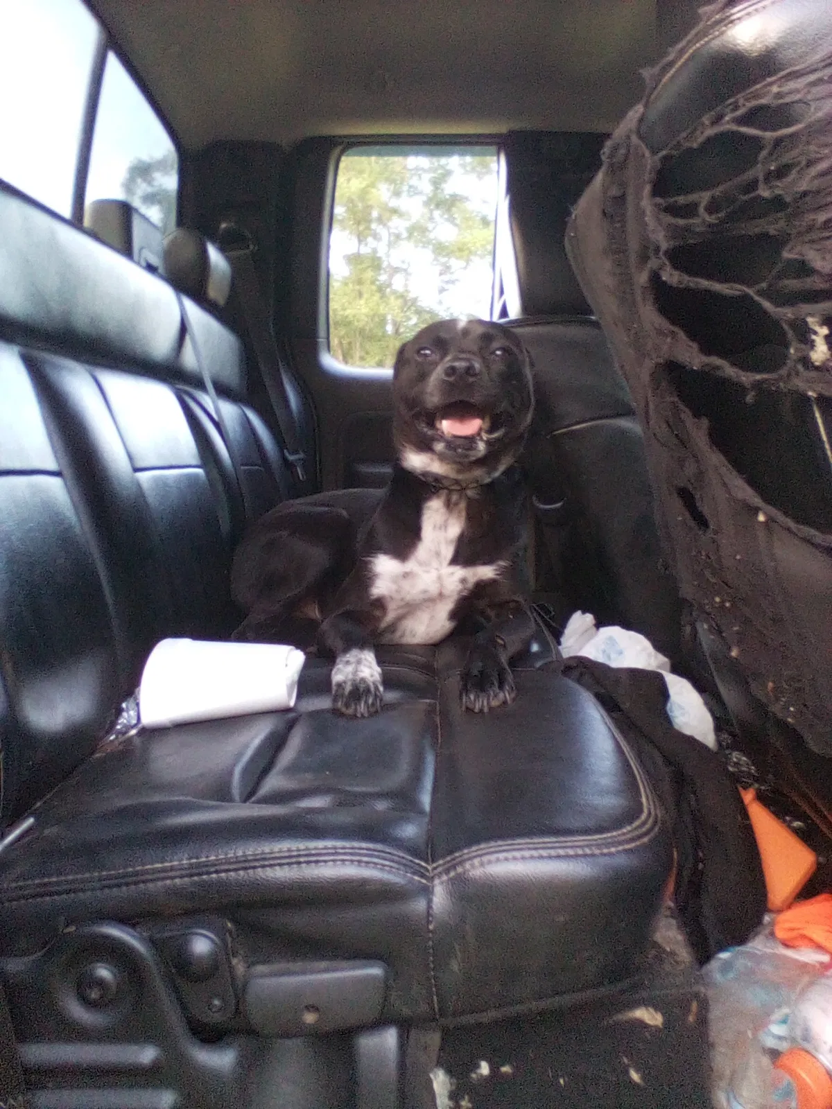 Lost dog in Elberton, GA, 30635