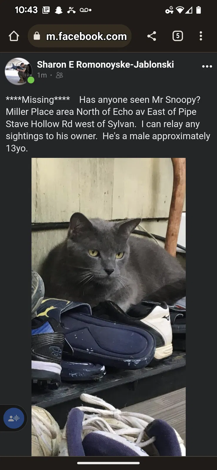 Lost cat in Miller Place, NY, 11764