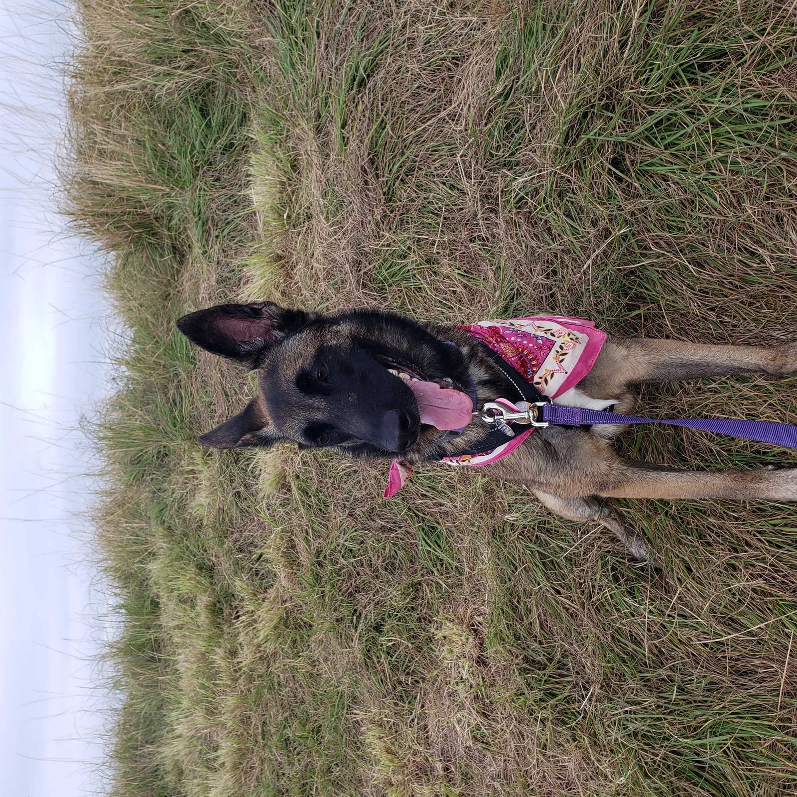 Lost dog in Vero Beach, FL, 32967