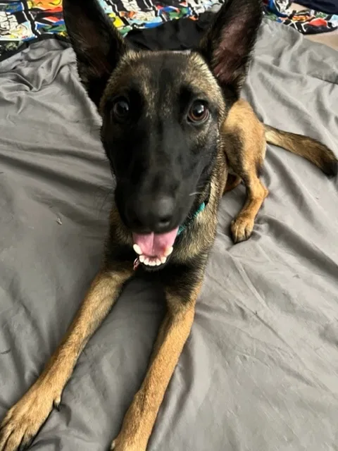 Lost dog in Rancho Santa Margarita, CA, 92688