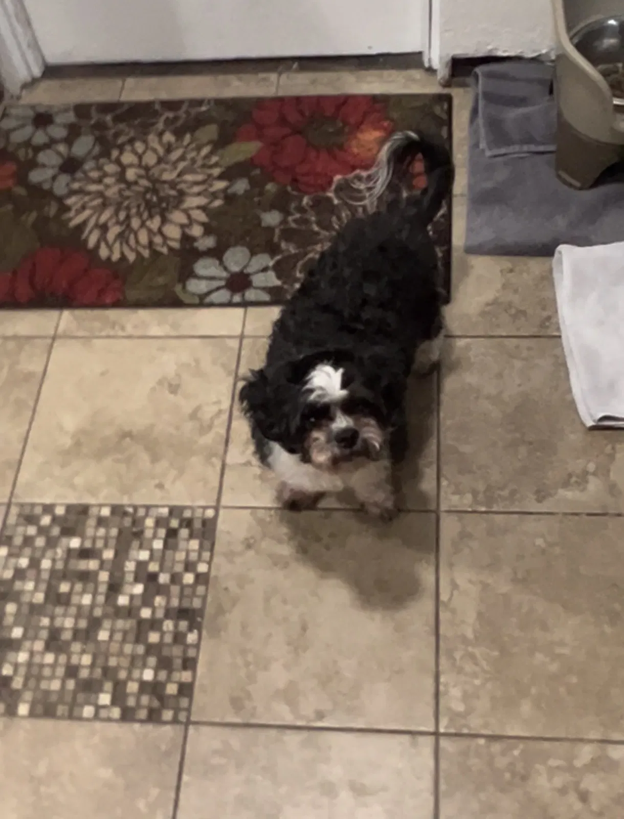 Lost dog in Sacramento, CA, 95815
