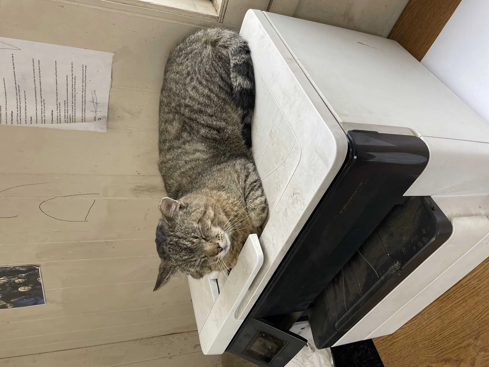 Lost cat in Salt Lake City, UT, 84104