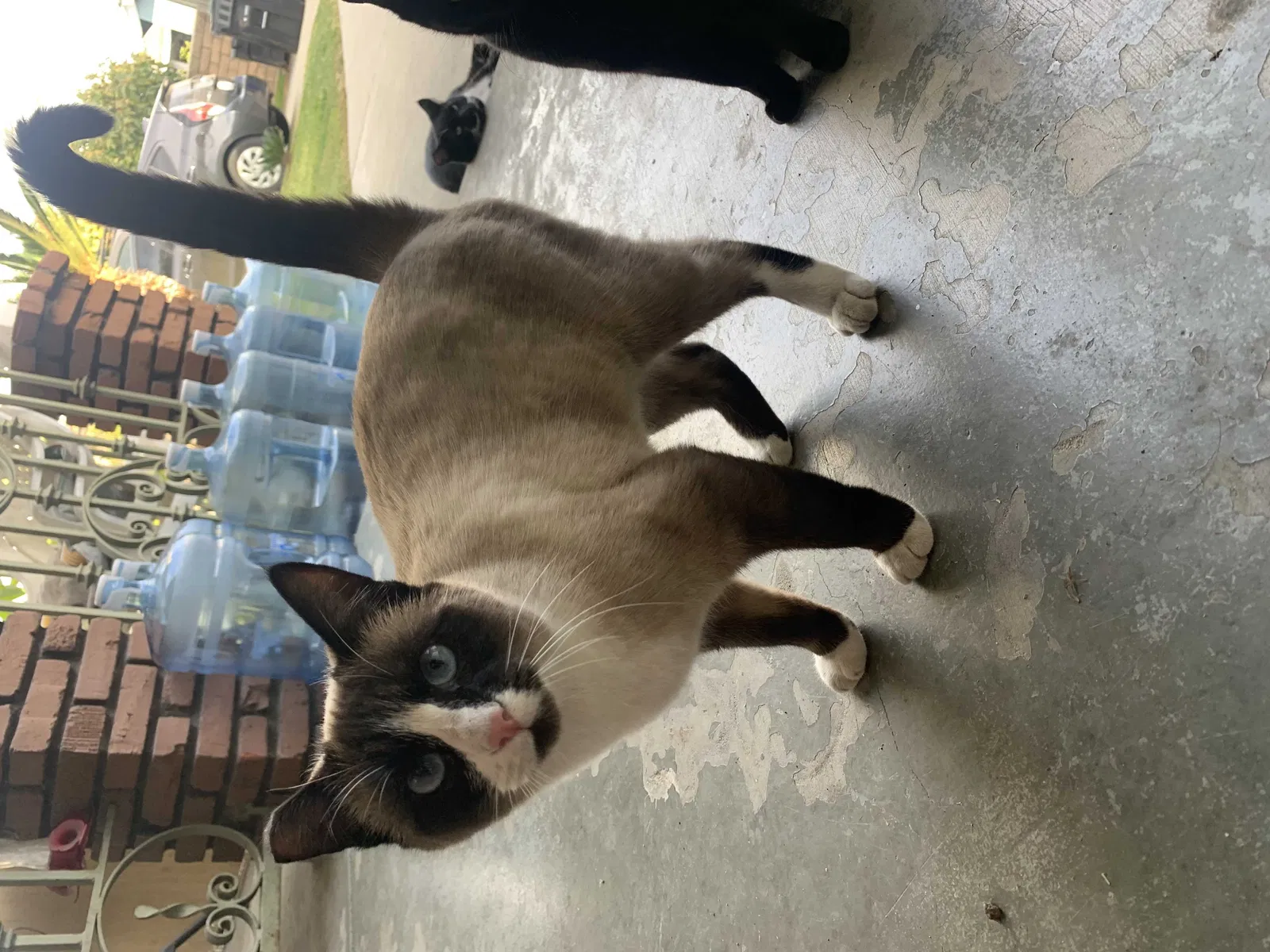 Lost cat in Huntington Beach, CA, 92647