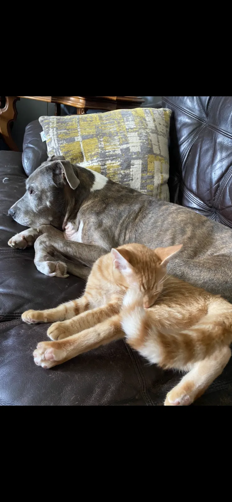 Lost dog in New Orleans, LA, 70115