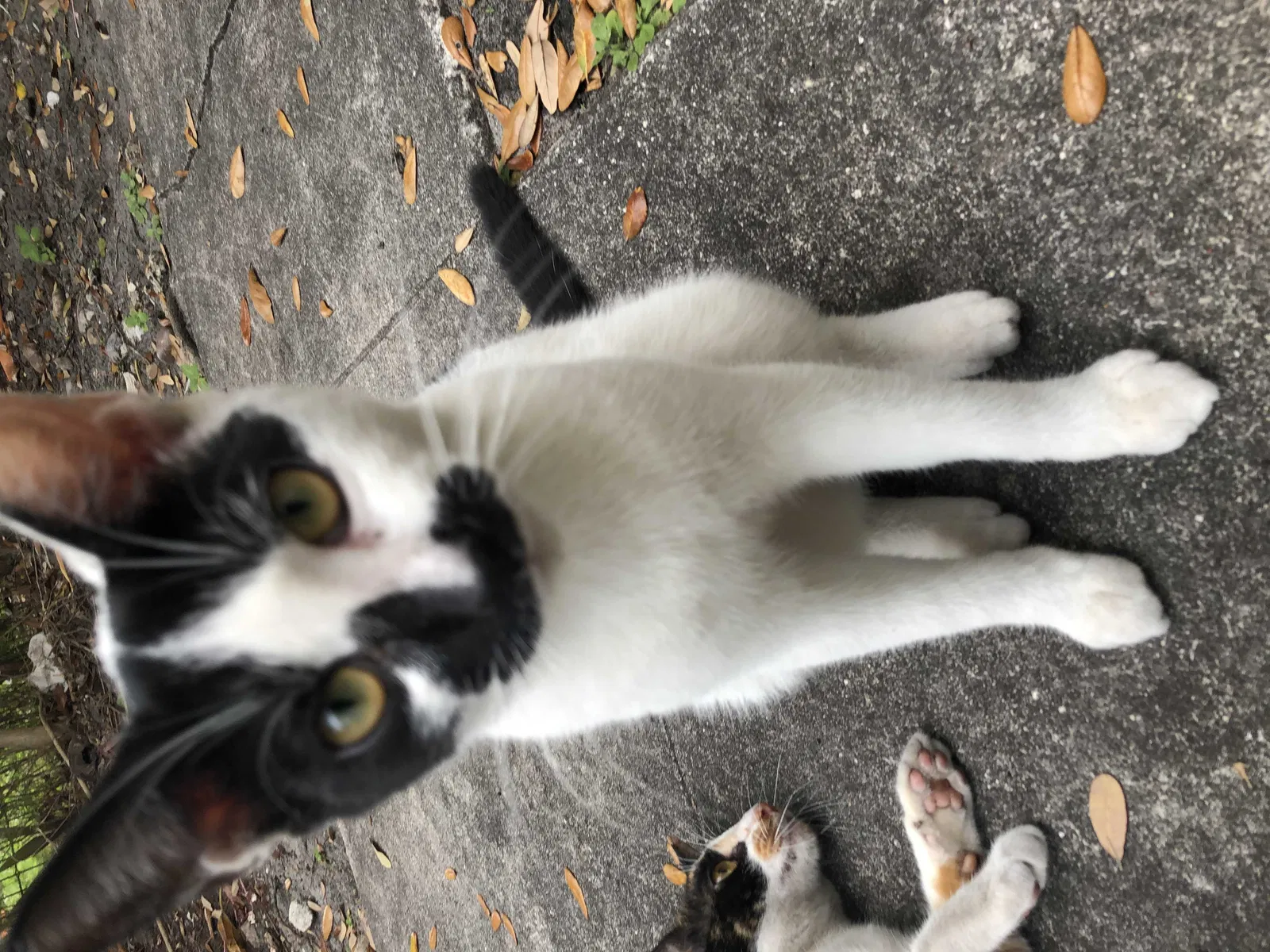 Lost cat in Marietta, GA, 30008