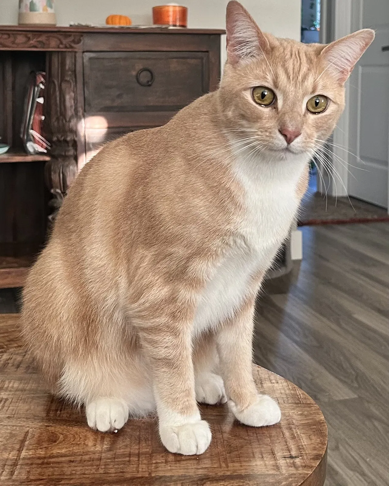Lost cat in Rohnert Park, CA, 94928