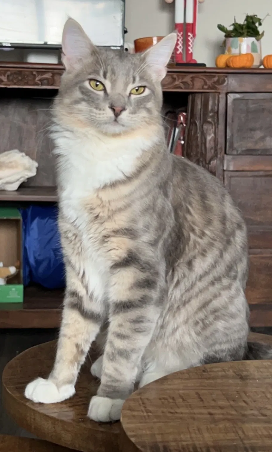 Lost cat in Rohnert Park, CA, 94928