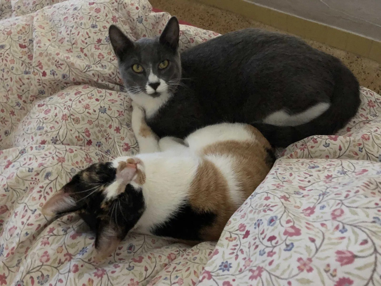 Lost cat in Marietta, GA, 30008