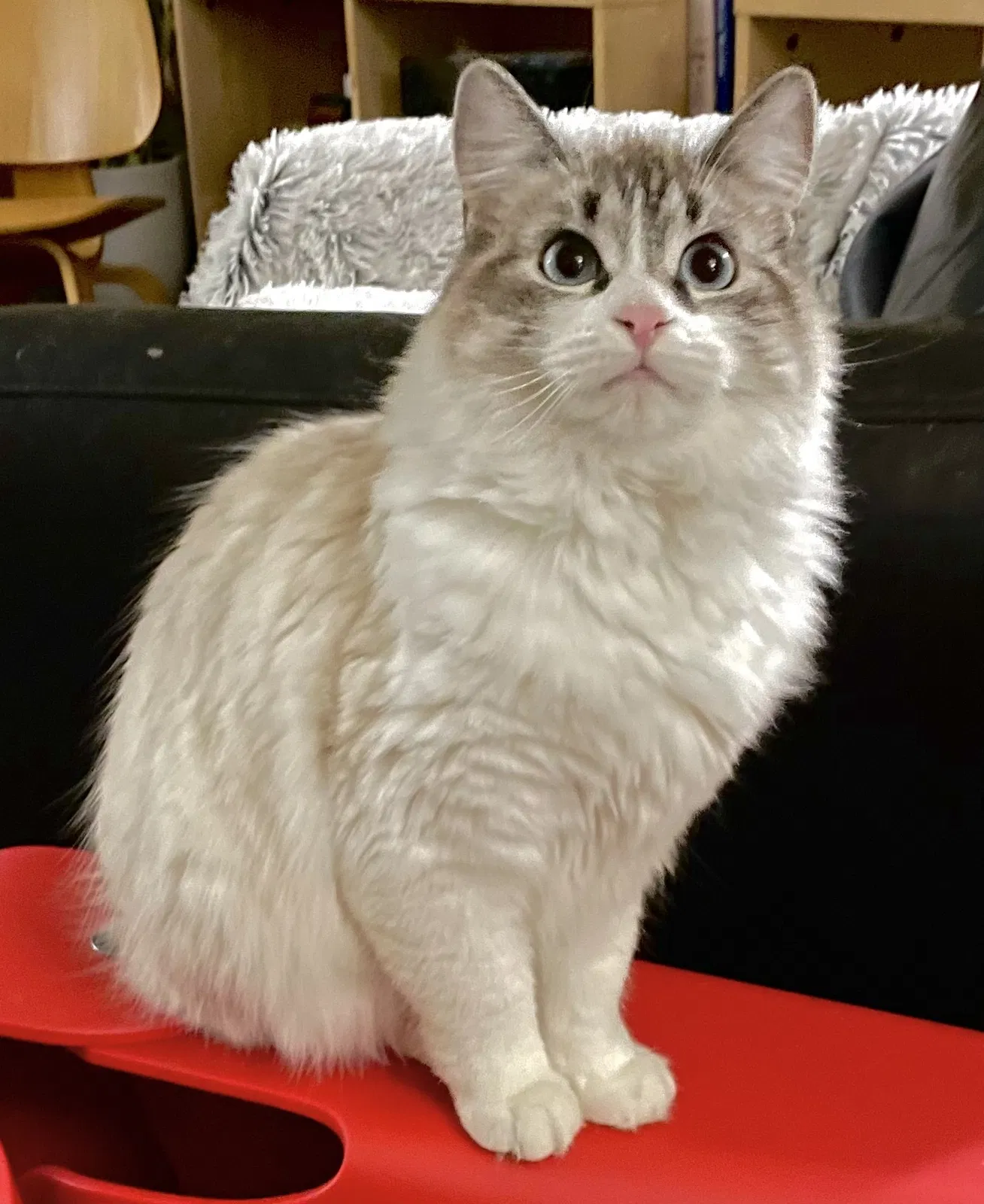Lost cat in Appleton, WI, 54911
