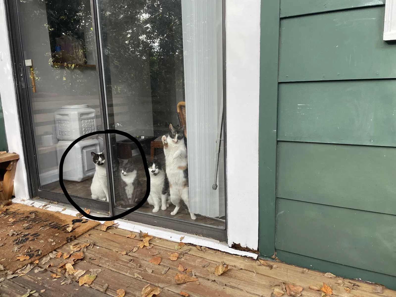 Lost cat in Marietta, GA, 30008