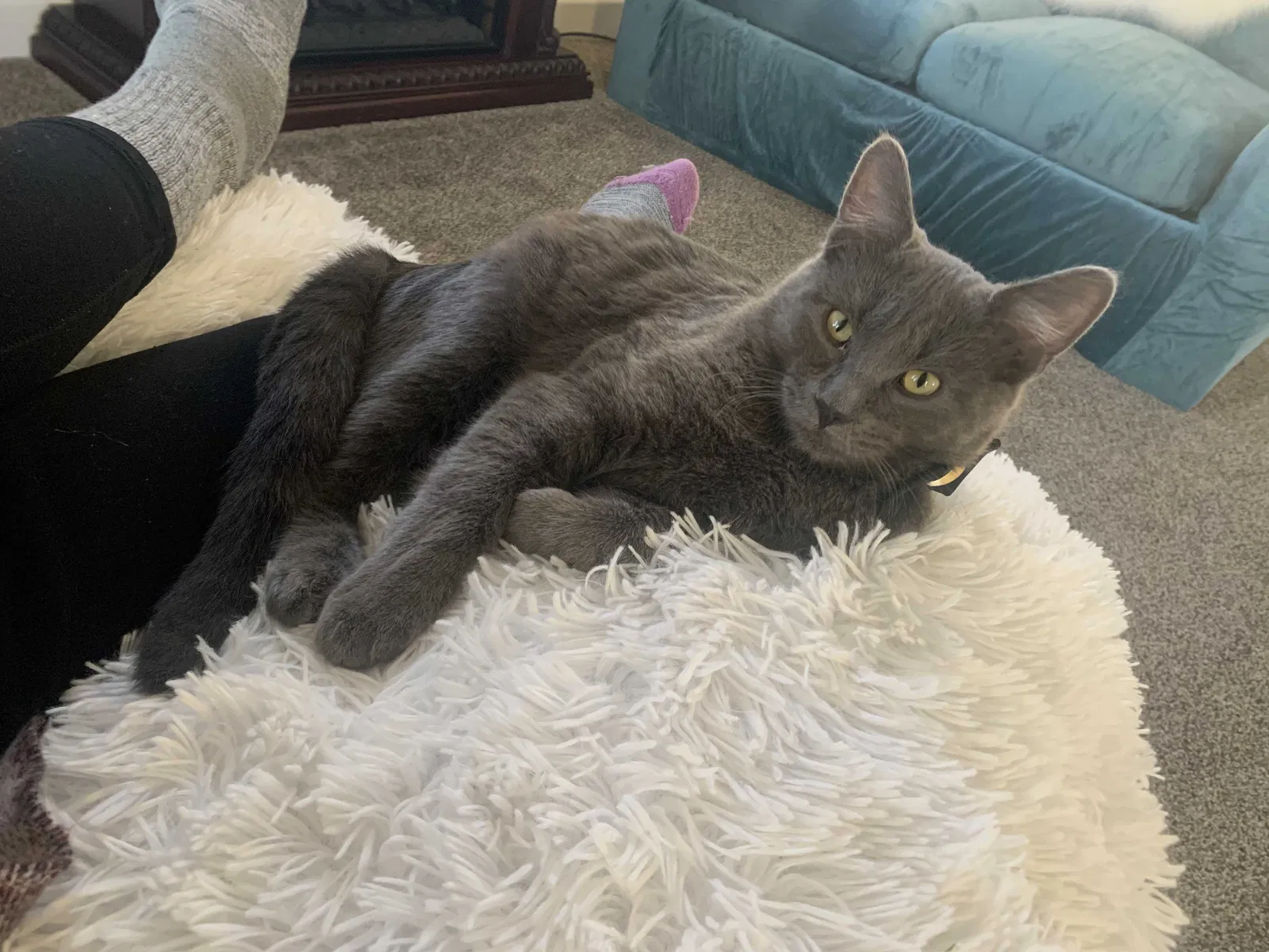 Lost cat in Payette, ID, 83661