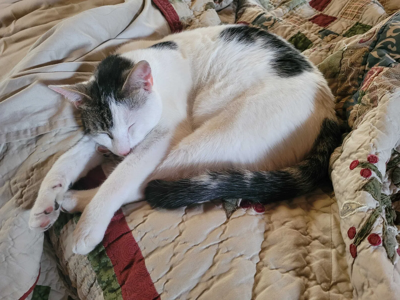 Lost cat in San Antonio, TX, 78256