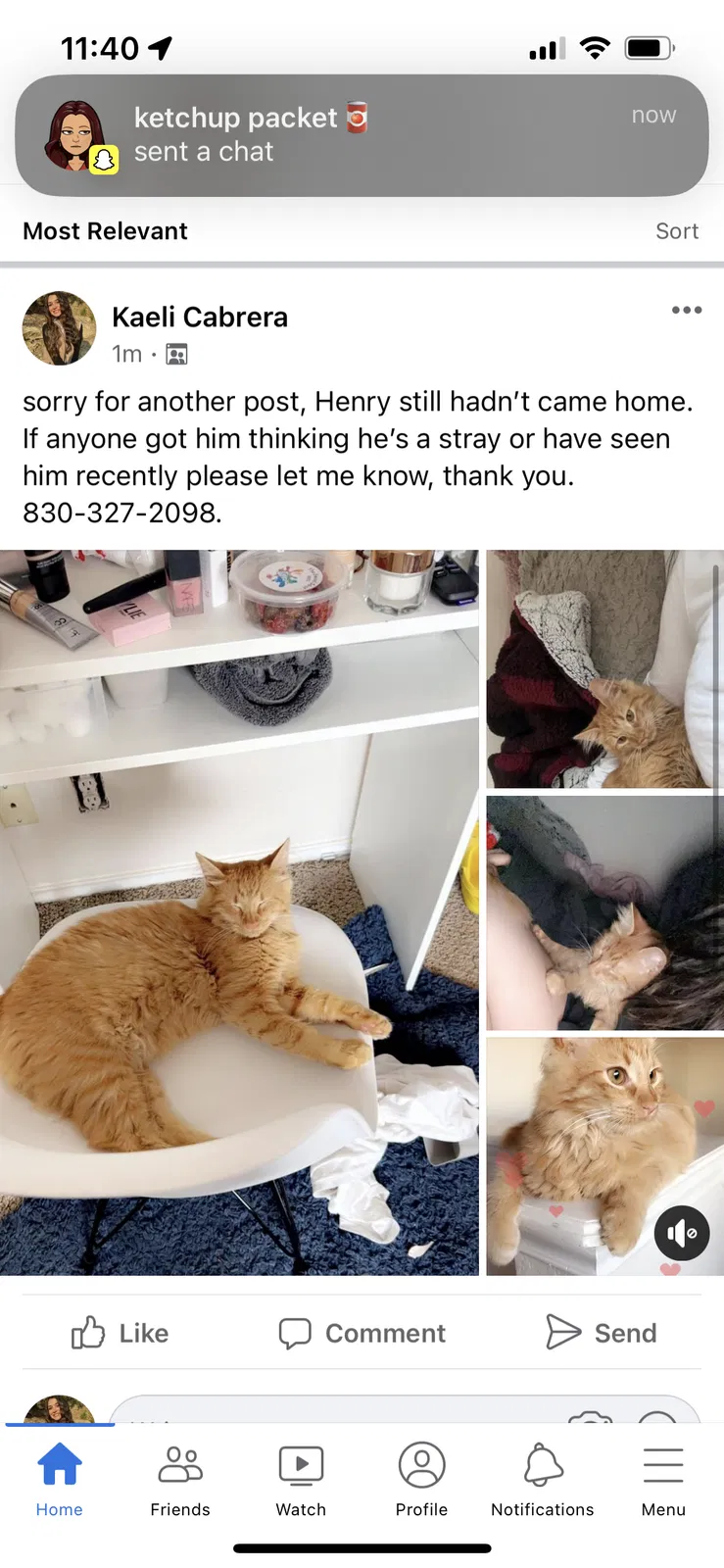 Lost cat in New Braunfels, TX, 78130