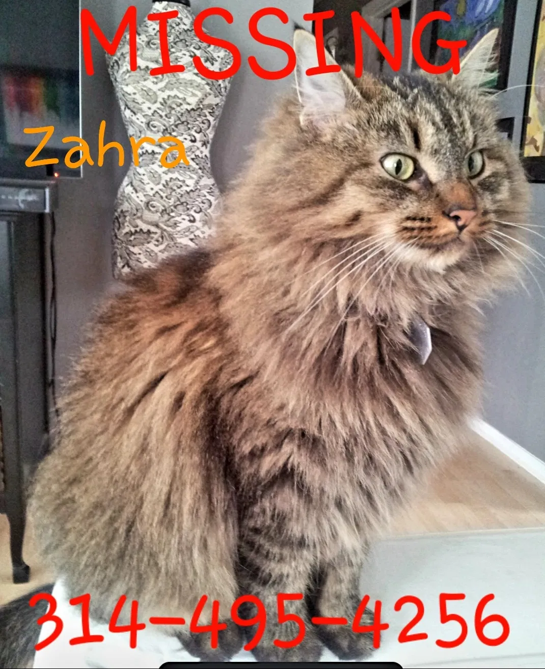 Lost cat in Saint Peters, MO, 63376