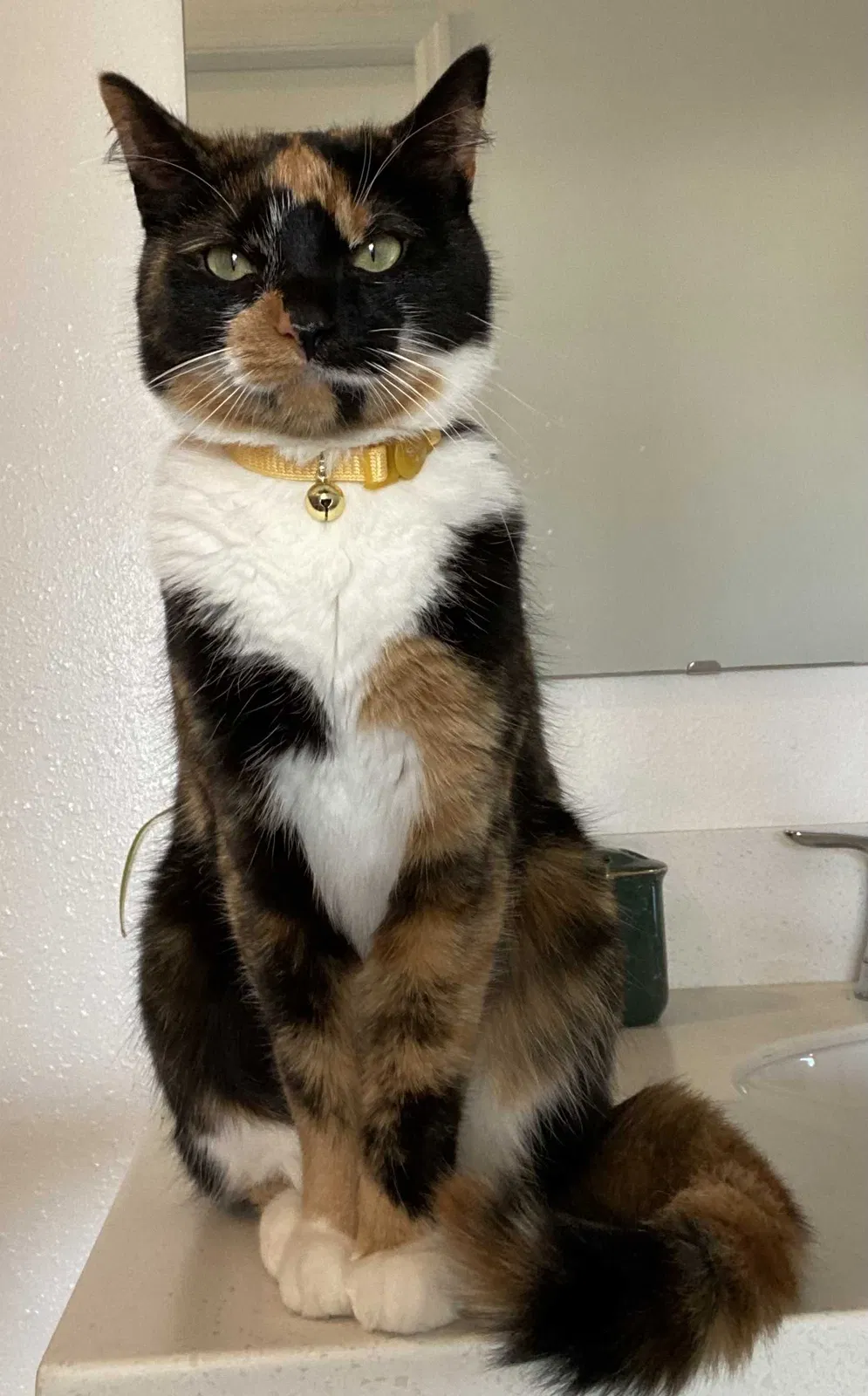 Lost cat in Thonotosassa, FL, 33592