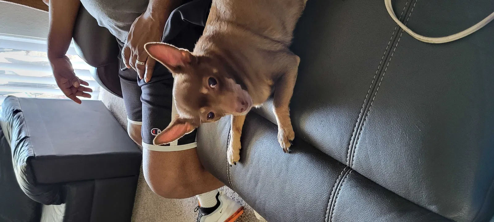 Lost dog in Cypress, TX, 77433