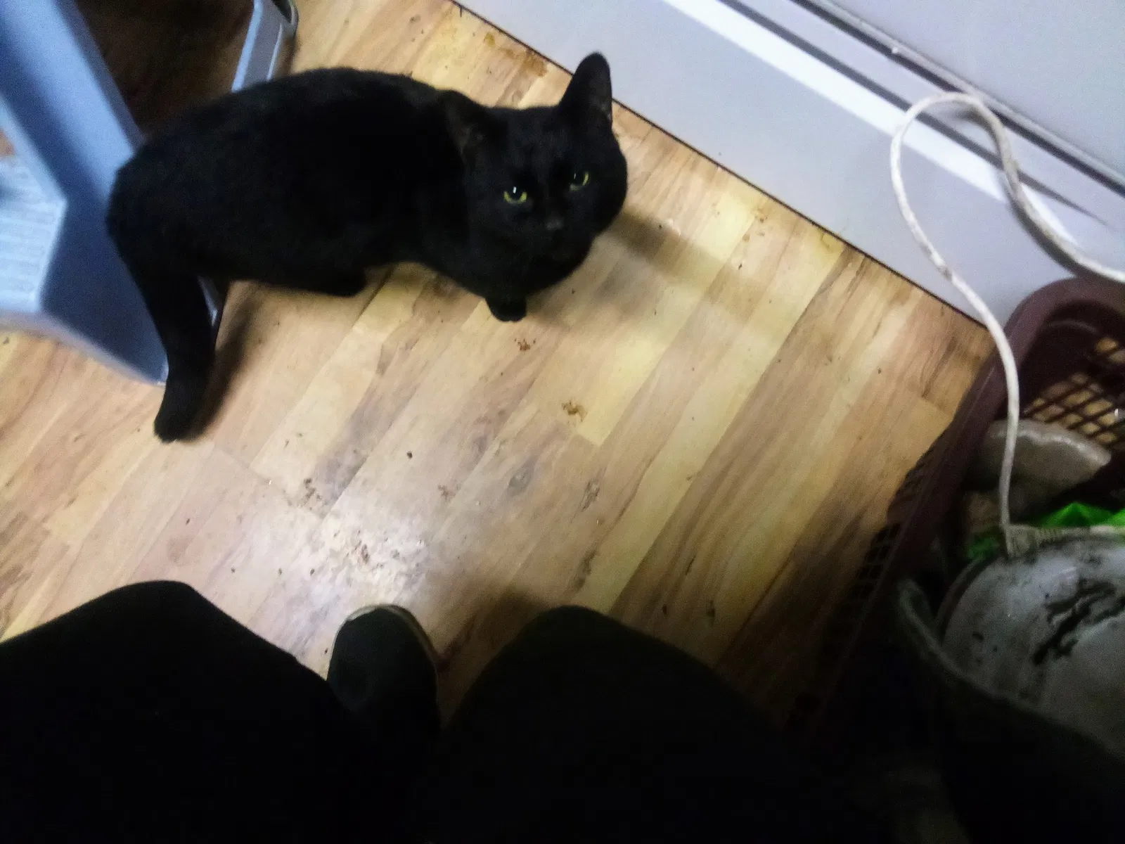 Lost cat in Beaverton, OR, 97078