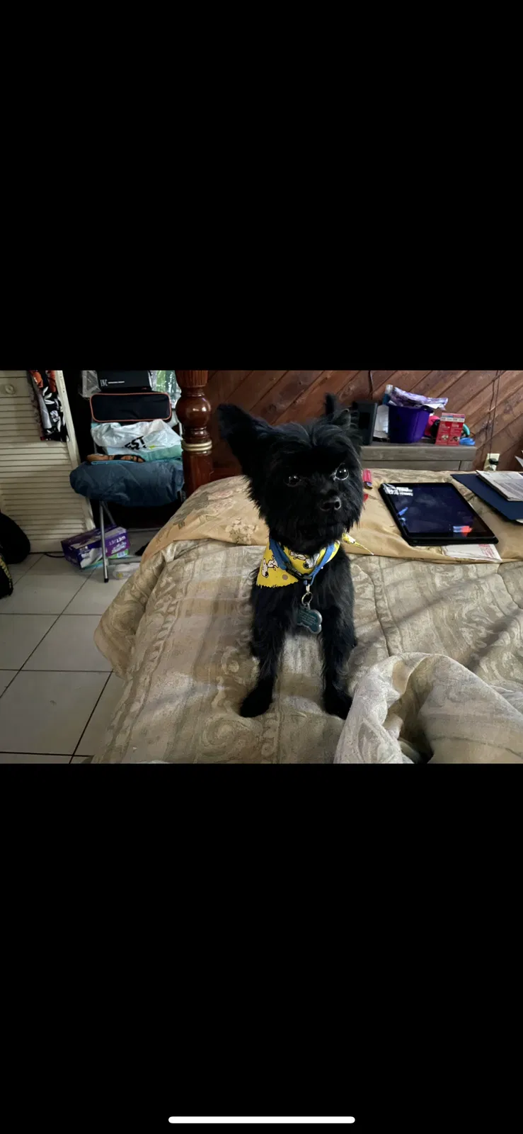Lost dog in Fort Lauderdale, FL, 33321
