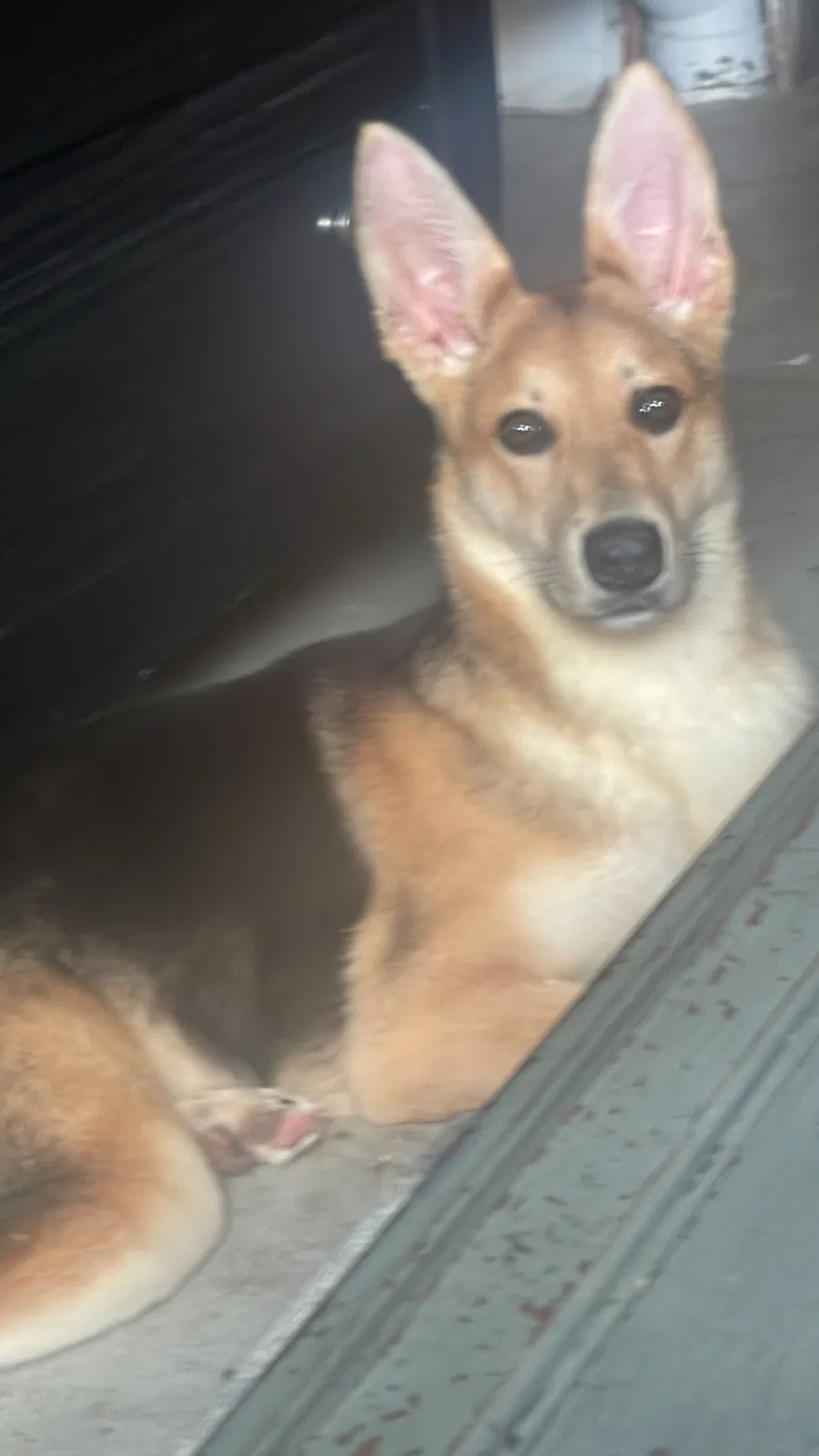 Lost dog in Detroit, MI, 48208