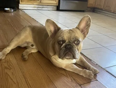 Lost dog in Hacienda Heights, CA, 91745