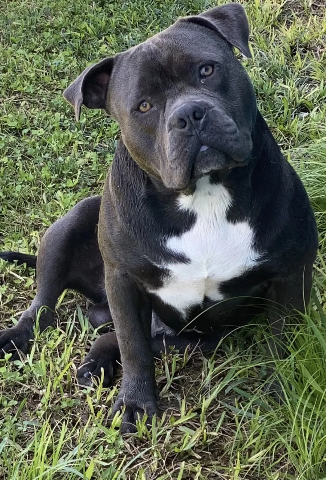 Lost dog in Houston, TX, 77032