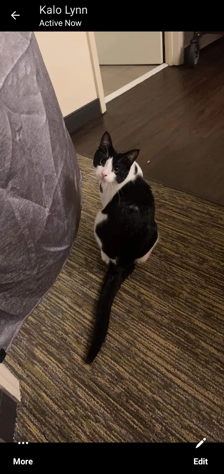 Lost cat in Florissant, MO, 63031