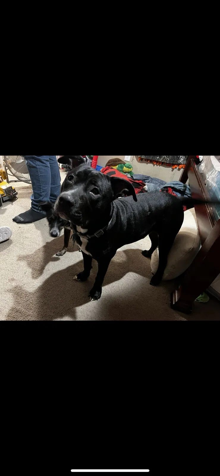 Lost dog in Albany, GA, 31705
