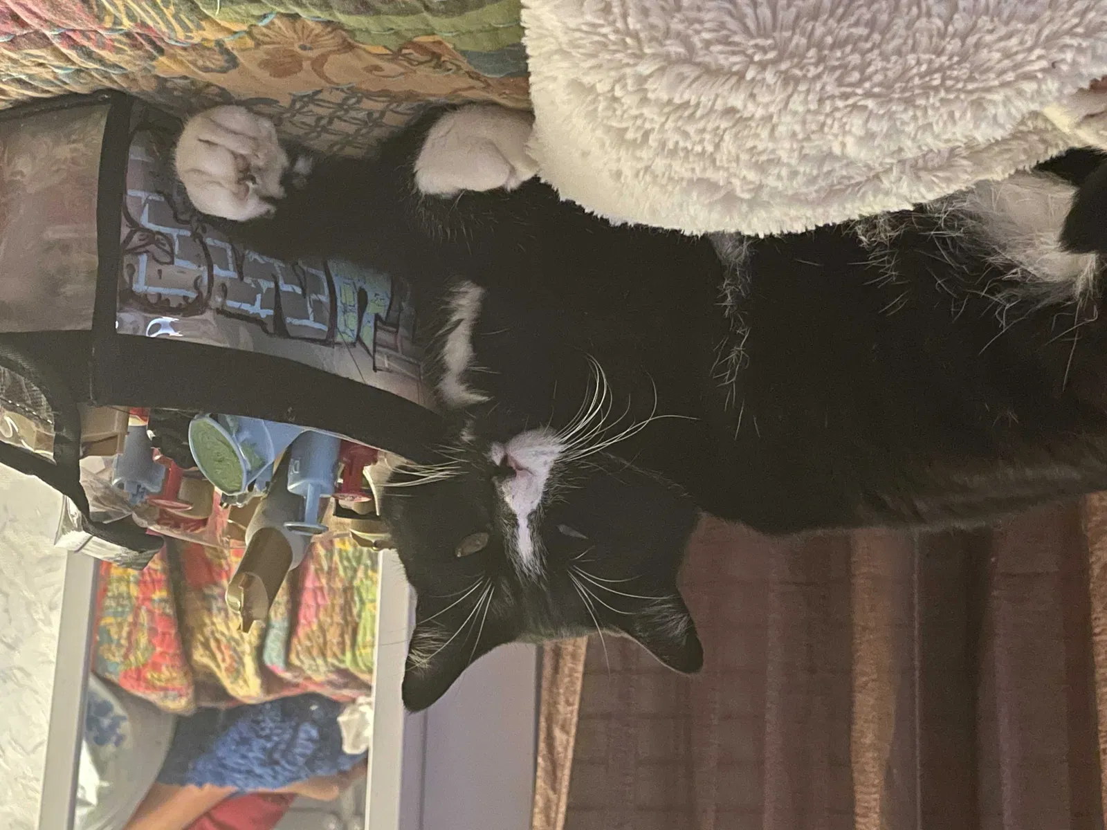 Lost cat in Santa Rosa, CA, 95401