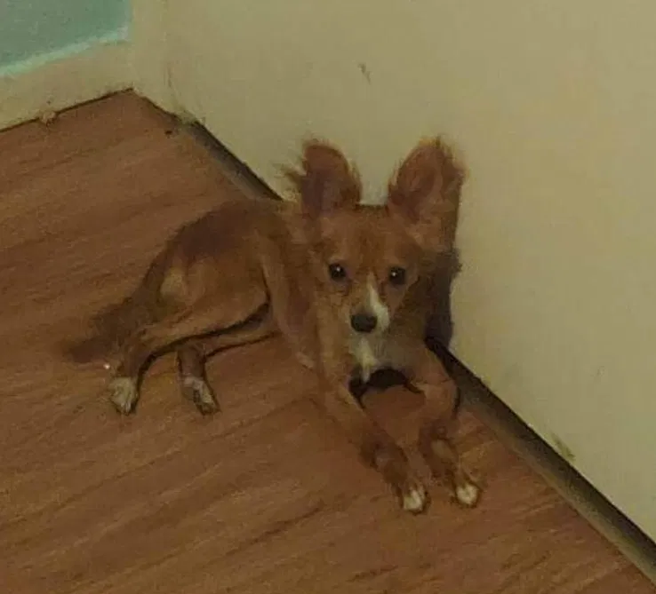 Lost dog in Houston, TX, 77066