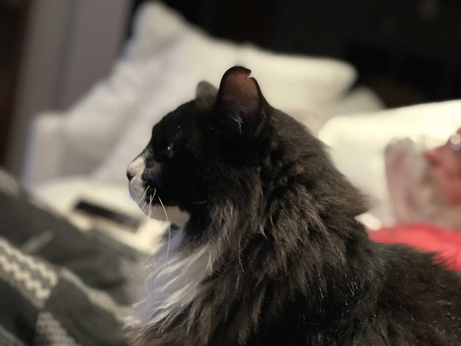 Lost cat in Yorktown, VA, 23692