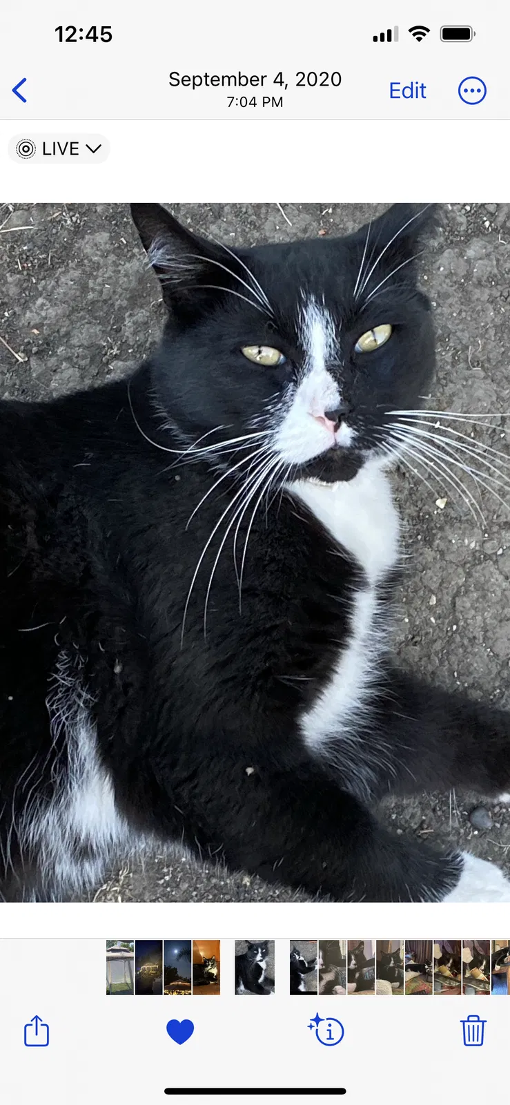 Lost cat in Santa Rosa, CA, 95401