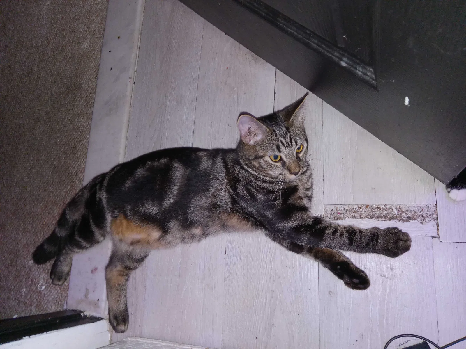 Lost cat in Berlin, MD, 21811