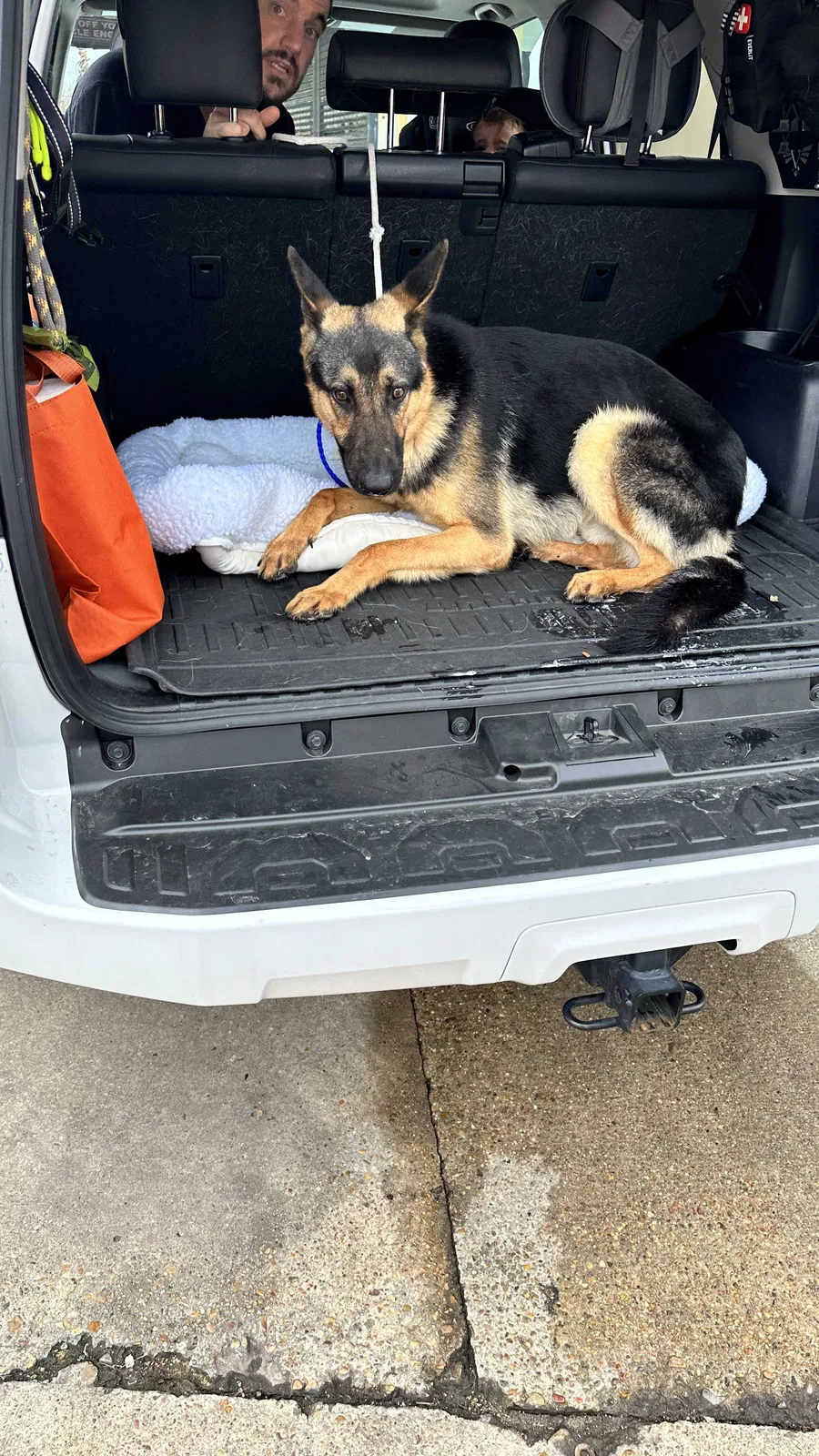 Lost dog in Houston, TX, 77019