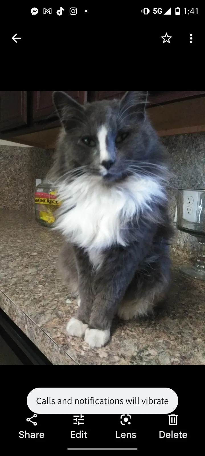 Lost cat in Humble, TX, 77396