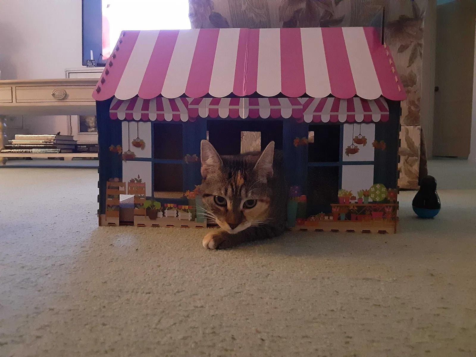Lost cat in Bonita Springs, FL, 34135