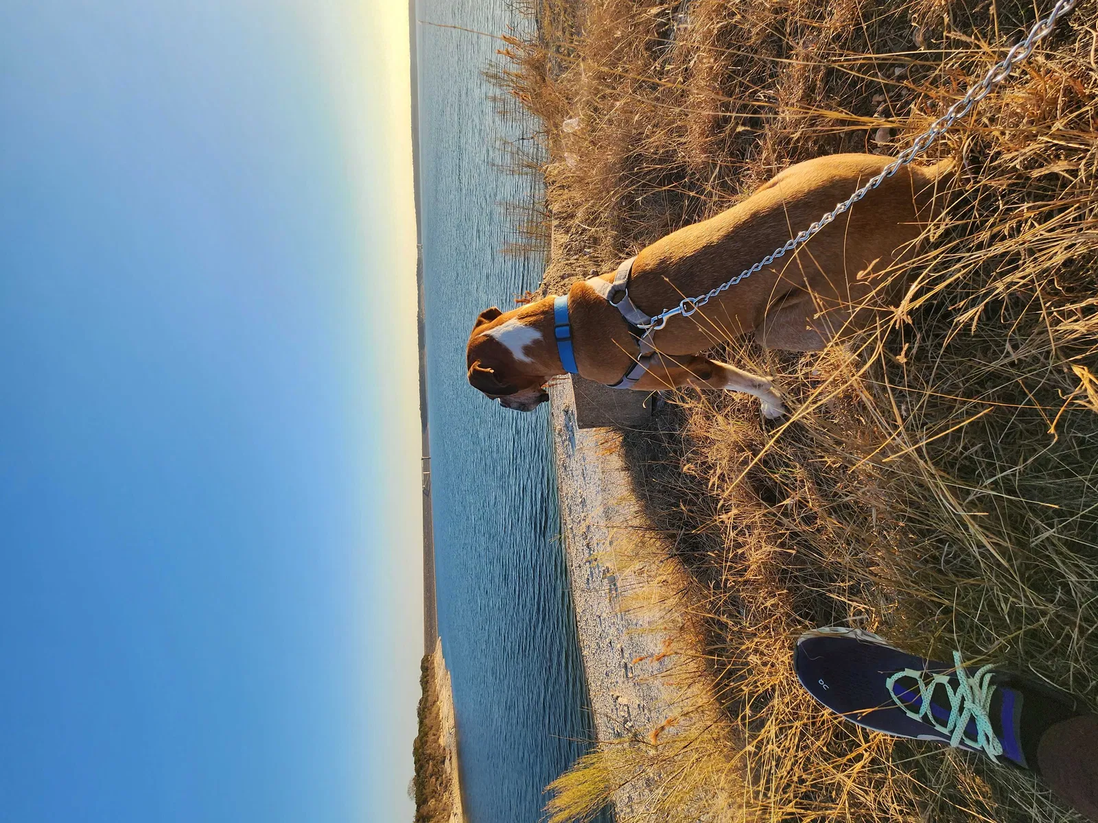 Lost dog in Belton, TX, 76513