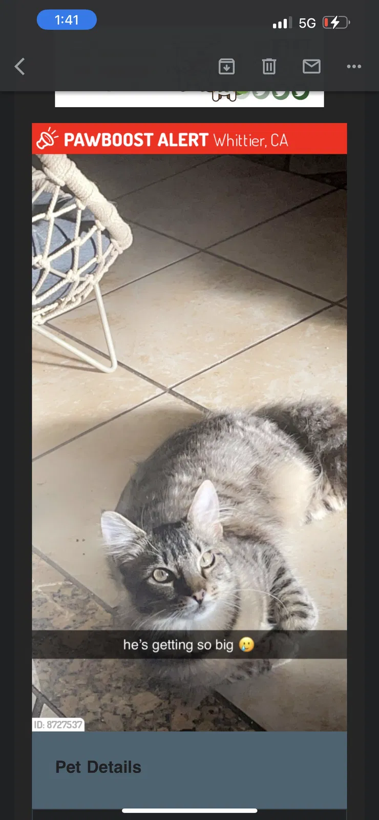 Lost cat in Whittier, CA, 90604