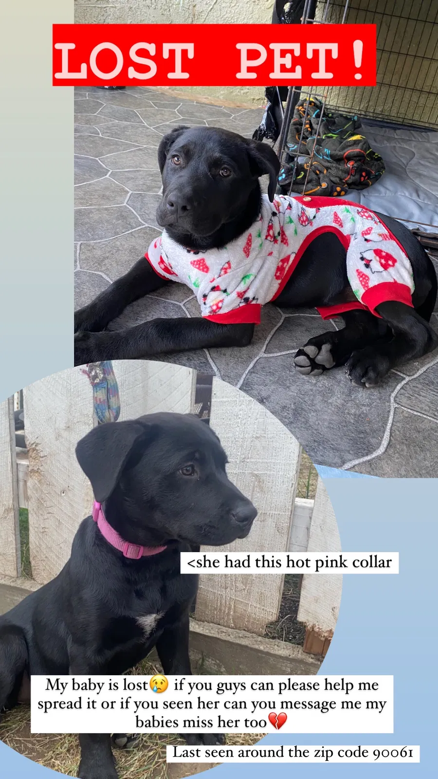 Lost dog in Los Angeles, CA, 90061